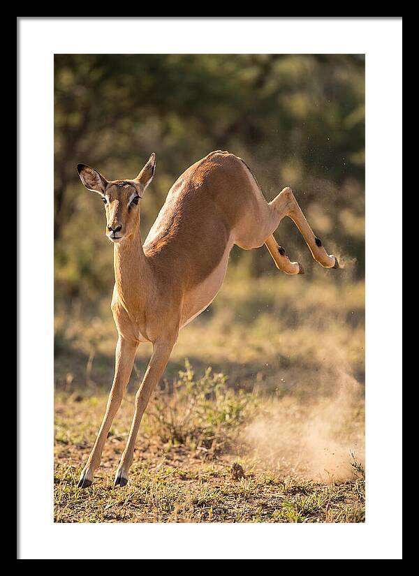 African Impala Leaping Escape