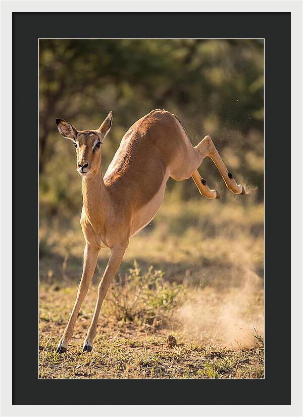African Impala Leaping Escape