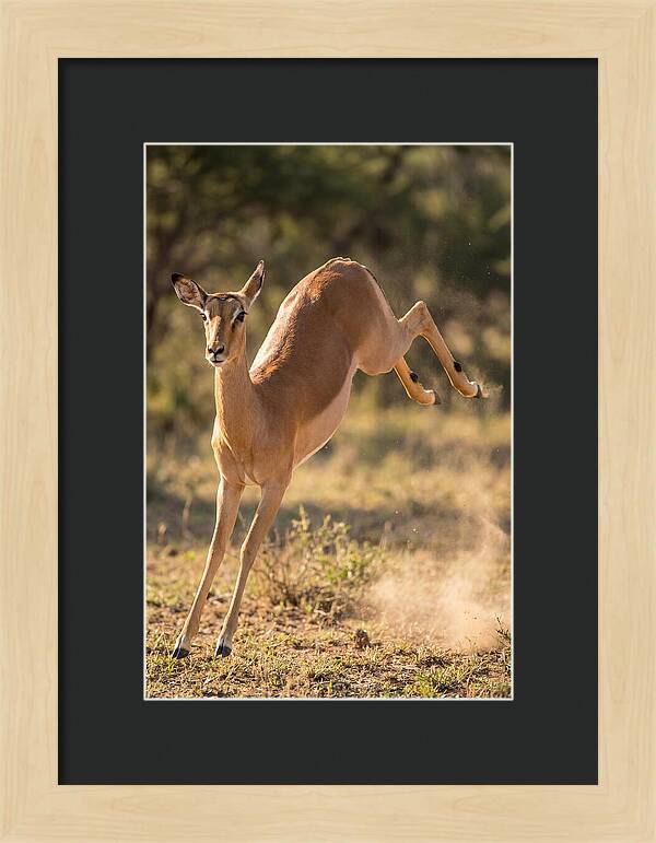 African Impala Leaping Escape