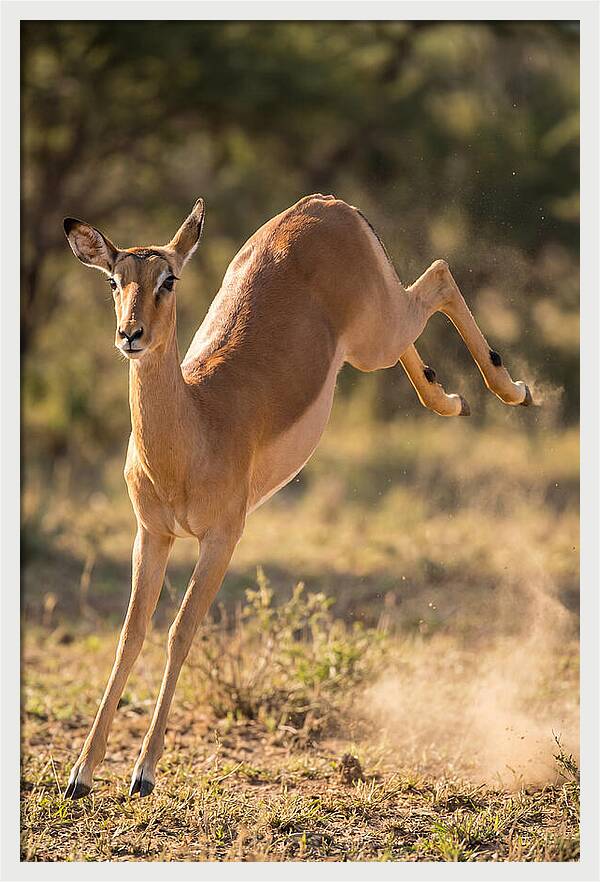 African Impala Leaping Escape