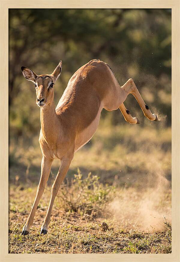 African Impala Leaping Escape