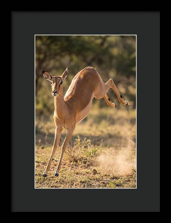 African Impala Leaping Escape