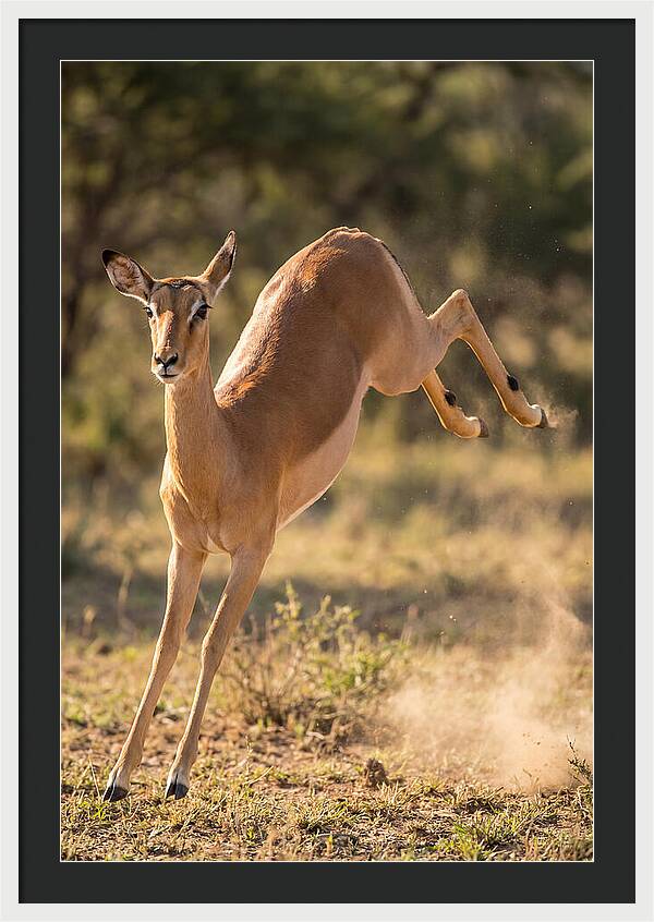 African Impala Leaping Escape