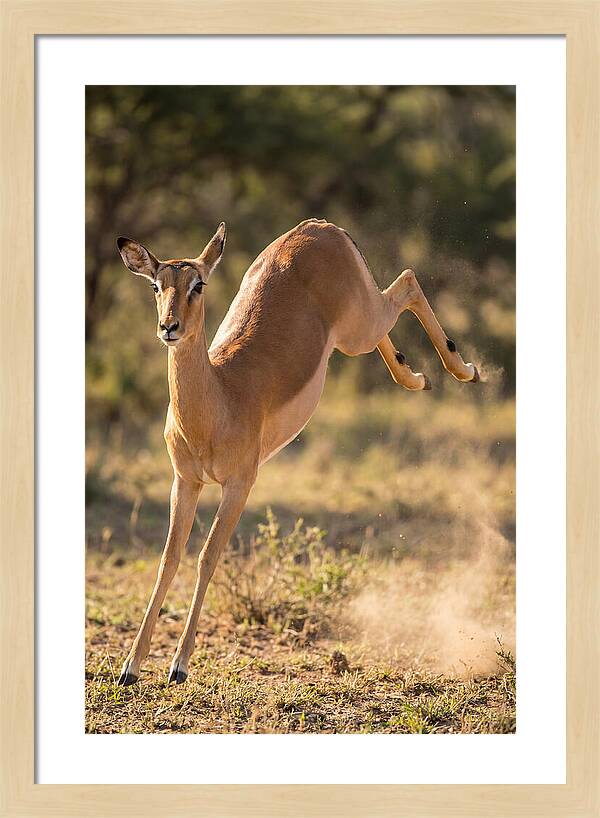African Impala Leaping Escape