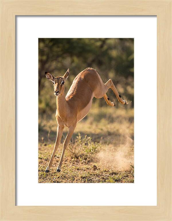 African Impala Leaping Escape