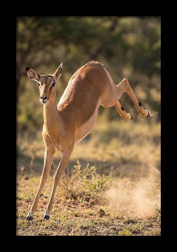 African Impala Leaping Escape