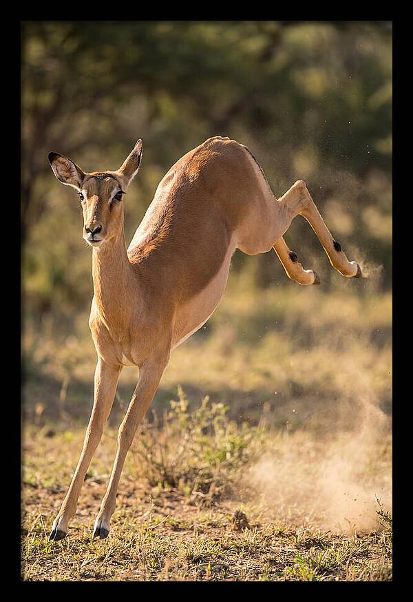 African Impala Leaping Escape