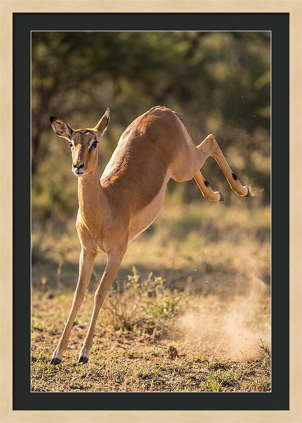 African Impala Leaping Escape