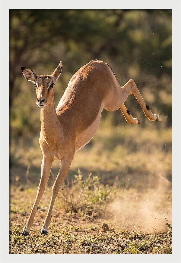 African Impala Leaping Escape