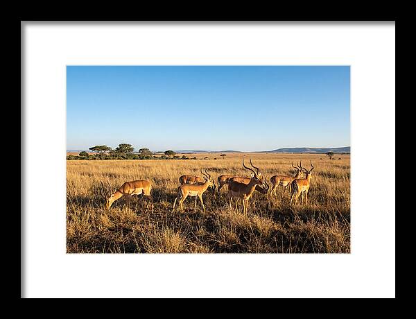 African Impala Male Group