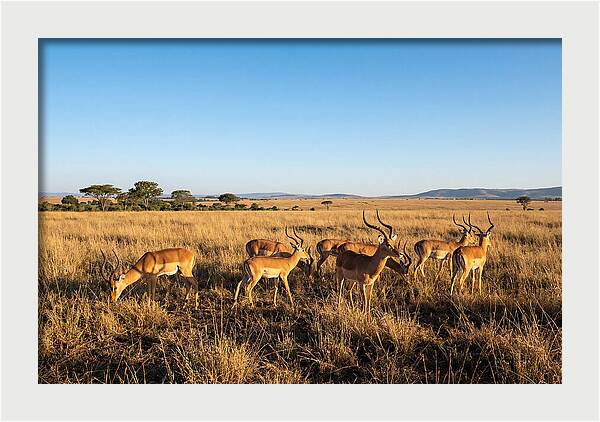 African Impala Male Group