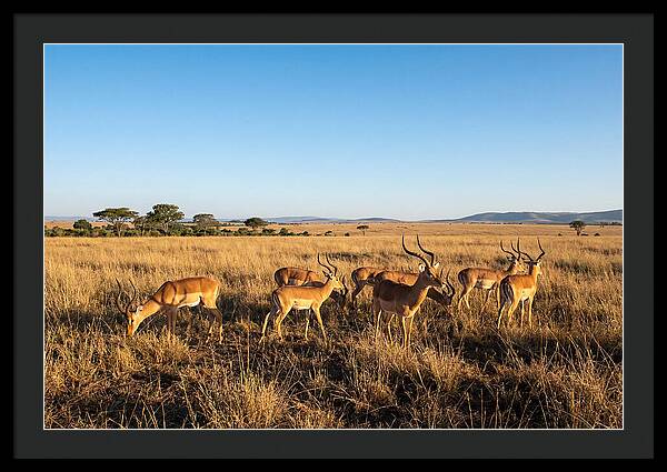 African Impala Male Group