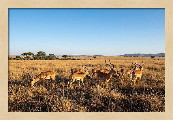 African Impala Male Group