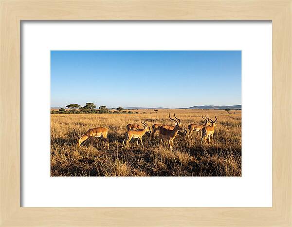 African Impala Male Group