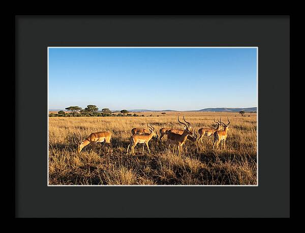 African Impala Male Group
