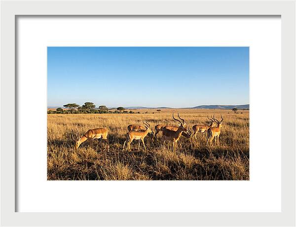 African Impala Male Group