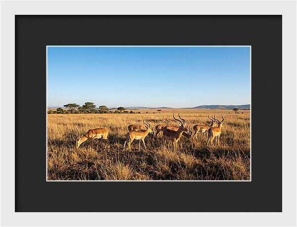 African Impala Male Group