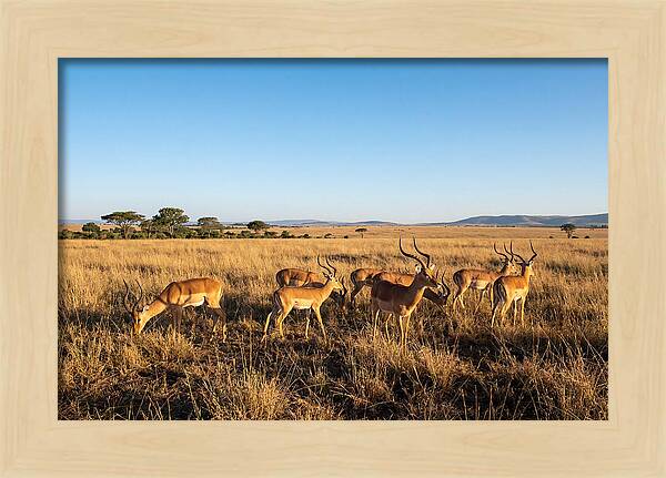 African Impala Male Group