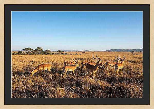 African Impala Male Group