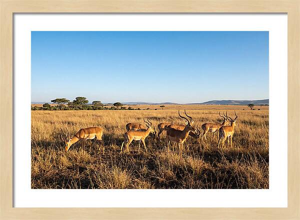 African Impala Male Group