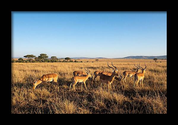 African Impala Male Group