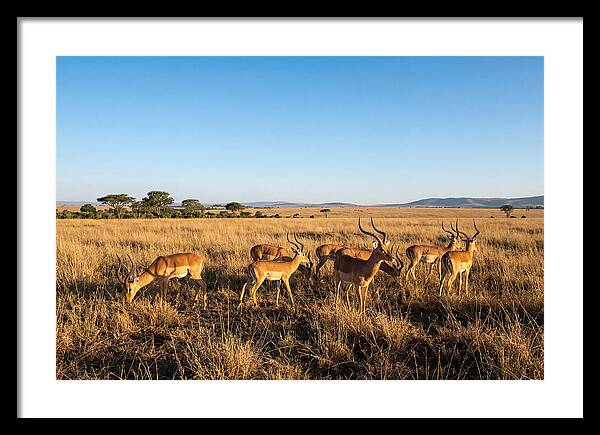 African Impala Male Group