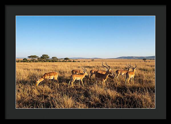 African Impala Male Group
