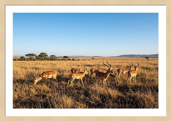 African Impala Male Group