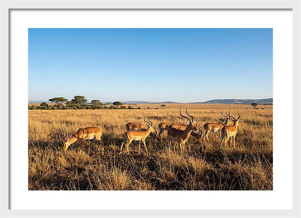 African Impala Male Group