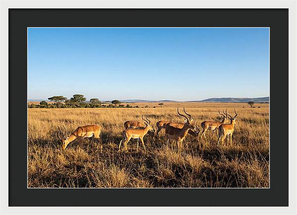 African Impala Male Group