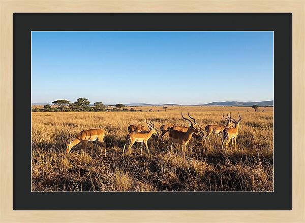 African Impala Male Group