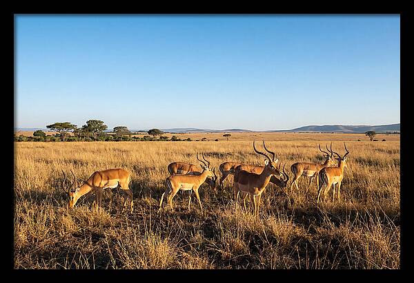 African Impala Male Group