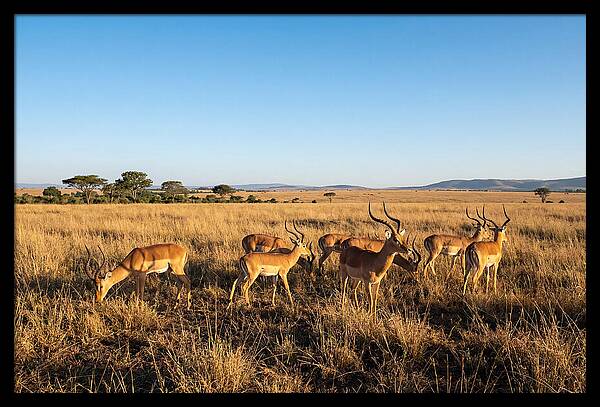 African Impala Male Group
