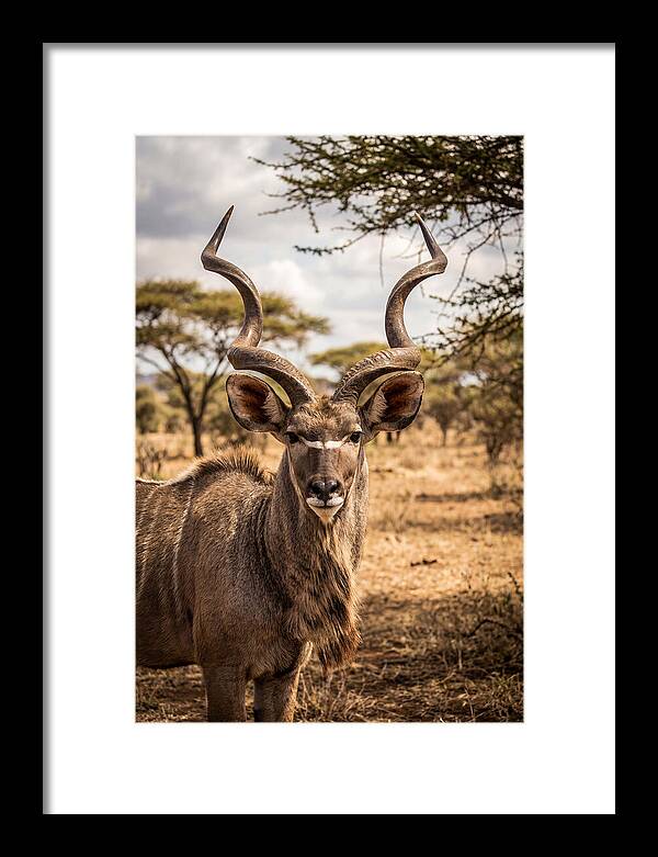 African Kudu Bull Portrait