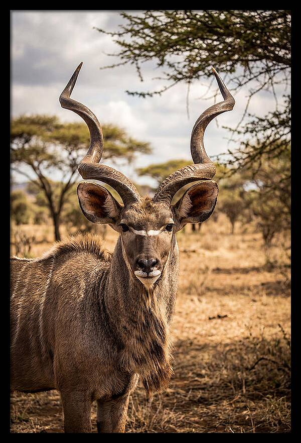 African Kudu Bull Portrait