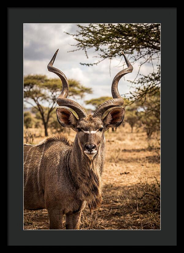 African Kudu Bull Portrait