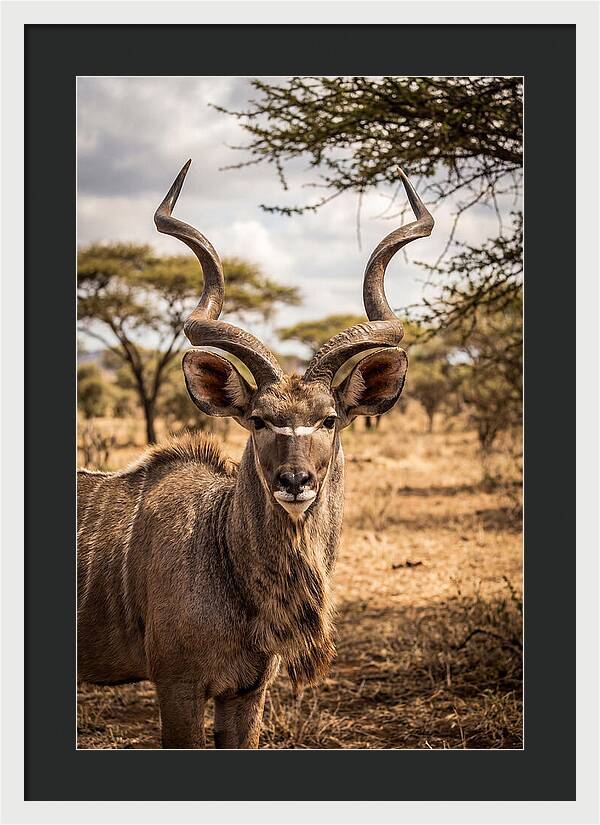 African Kudu Bull Portrait
