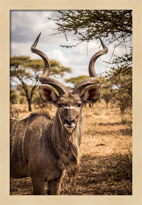 African Kudu Bull Portrait