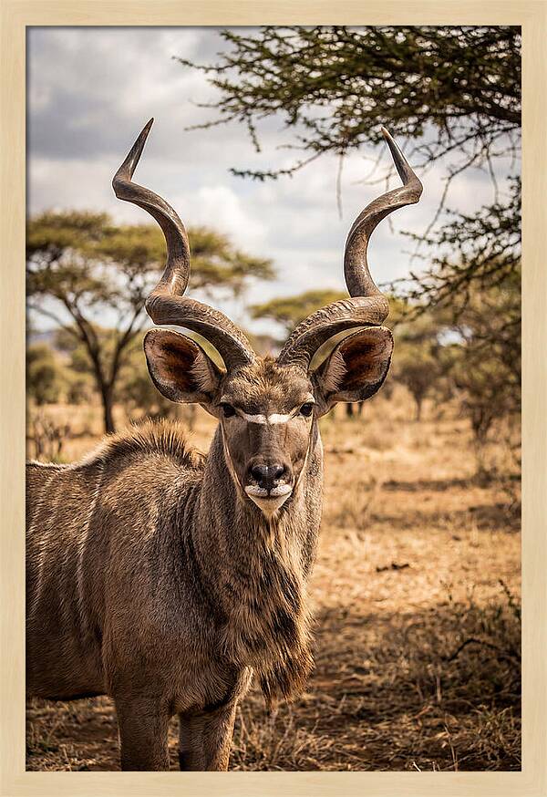 African Kudu Bull Portrait