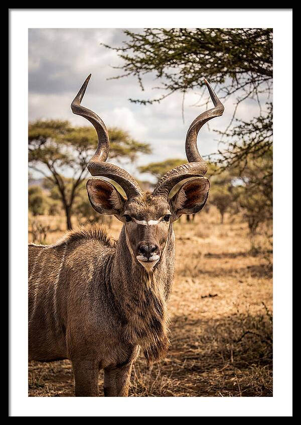 African Kudu Bull Portrait