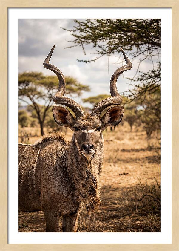 African Kudu Bull Portrait