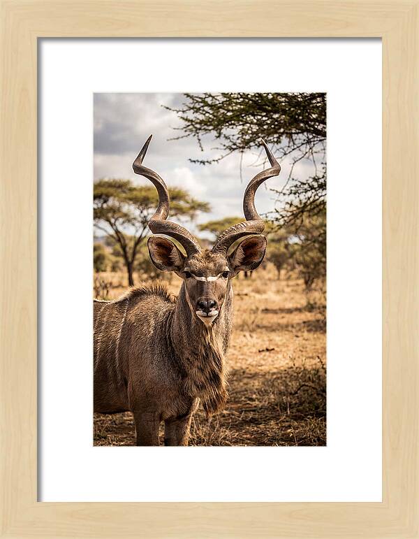 African Kudu Bull Portrait