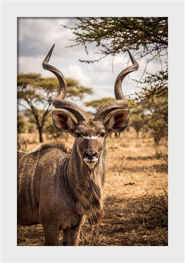 African Kudu Bull Portrait