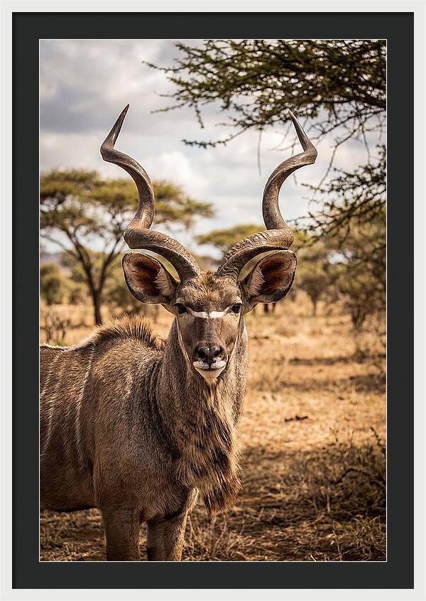 African Kudu Bull Portrait