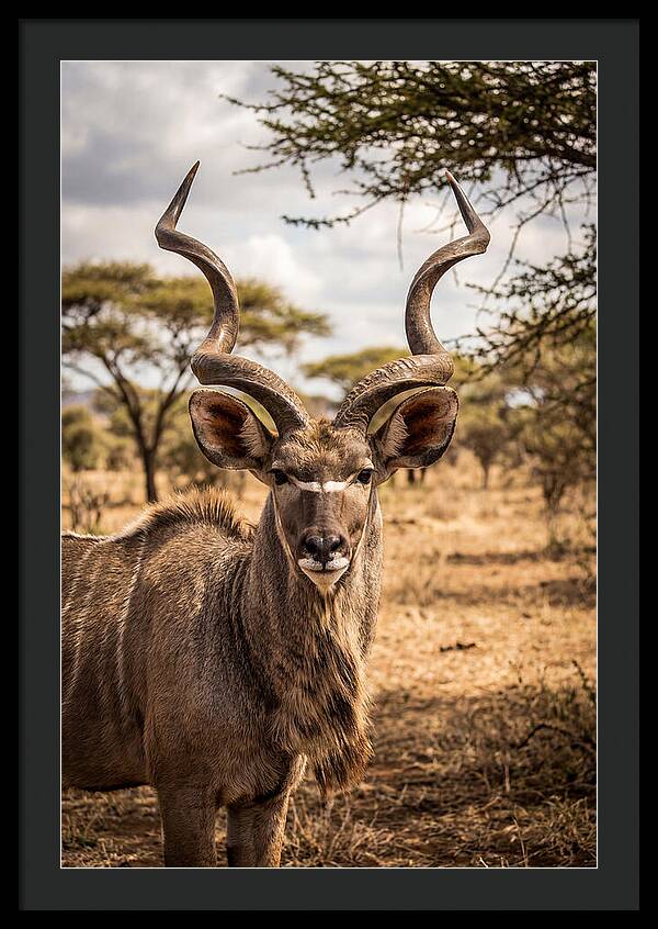 African Kudu Bull Portrait