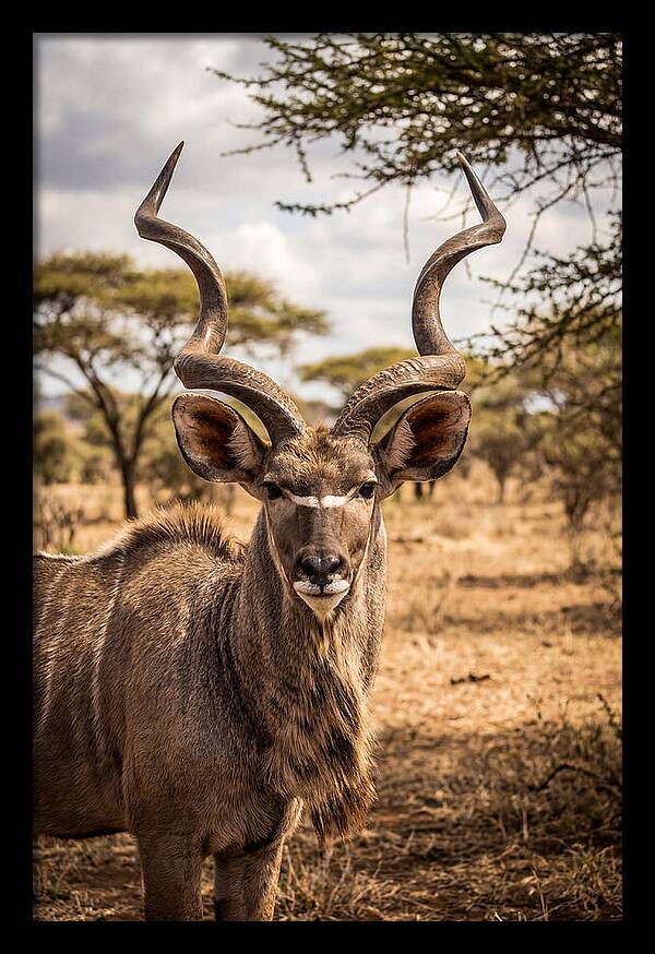 African Kudu Bull Portrait