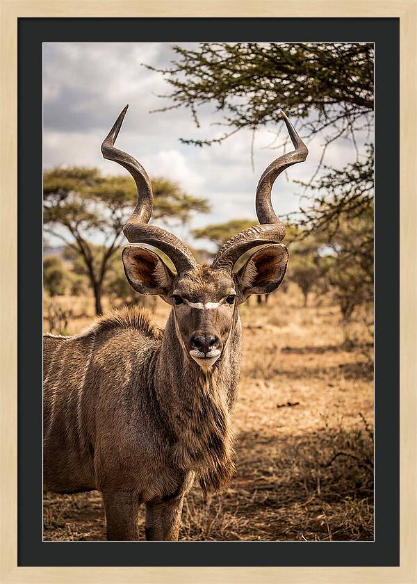 African Kudu Bull Portrait