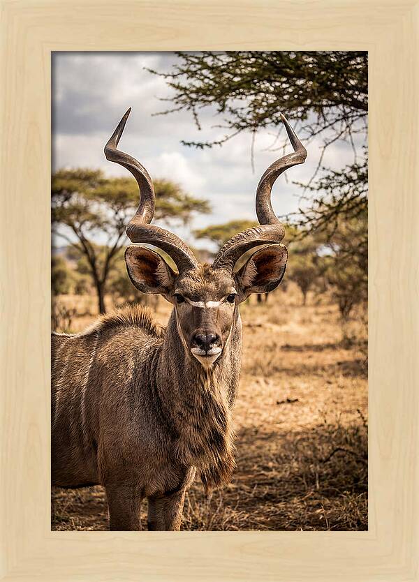 African Kudu Bull Portrait