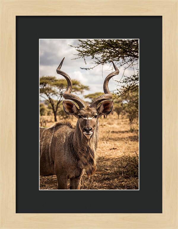 African Kudu Bull Portrait