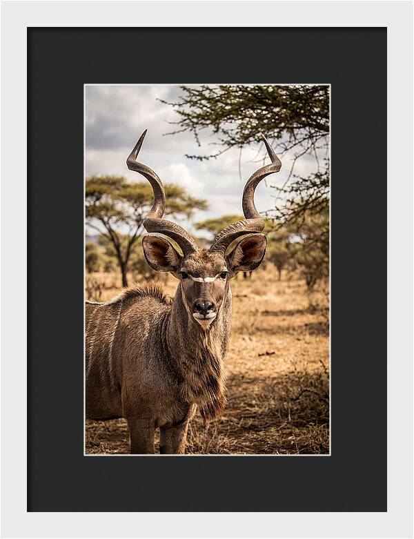 African Kudu Bull Portrait